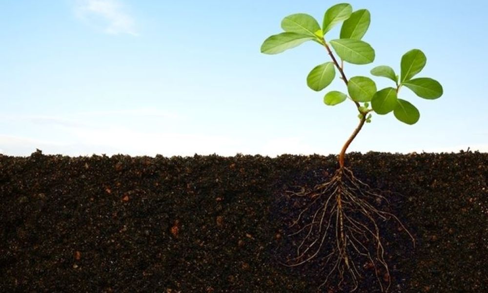 "Mettiamo radici per il futuro": anche Uisp coinvolta nel progetto "verde" promosso dalla Regione