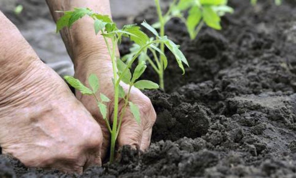 Orti, buona salute e solidarietà, al via il progetto Aggiungi un orto a tavola